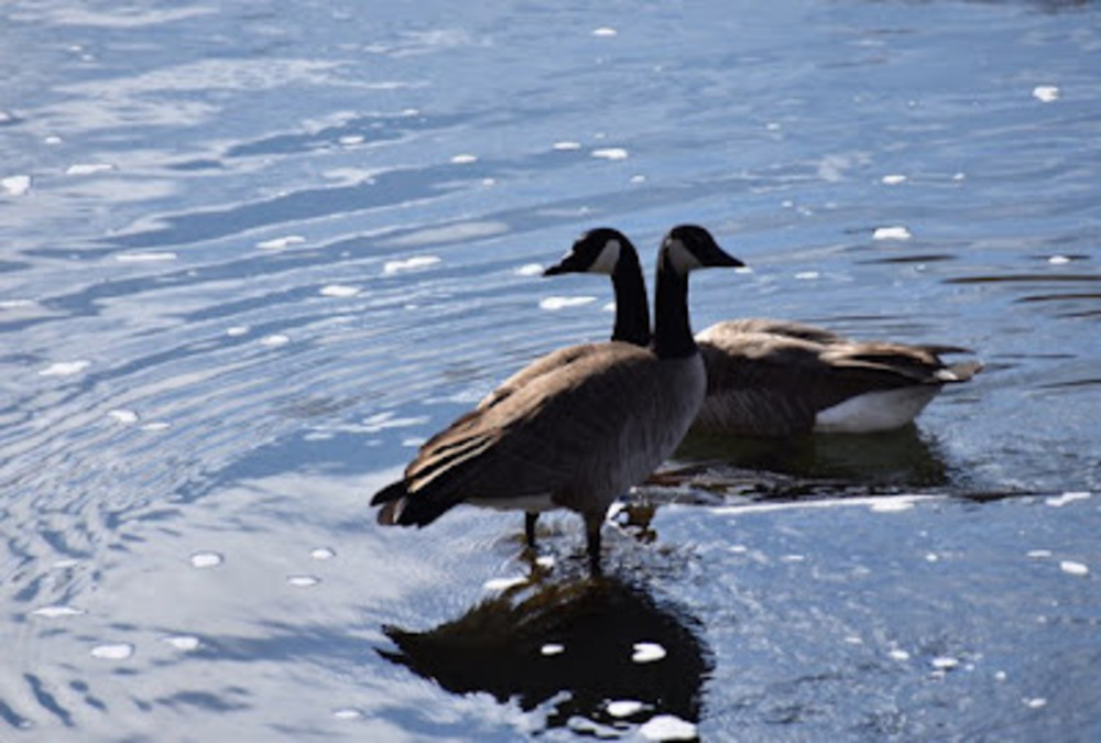 Meet your Posher, Sienna